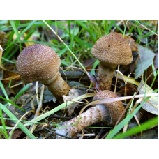 Мицелий Паутинника чешуйчатого (Cortinarius pholideus)